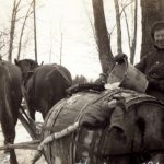 Gathering sap photo by Janet Cockerline Credit Hugh Fraser St. Catharines