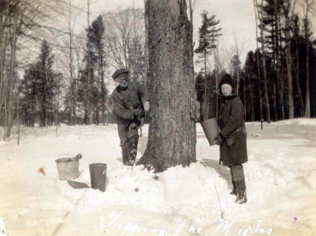 Tapping maple trees on the farm (photo by Janet Cockerline) Credit Hugh Fraser, St. Catharines
