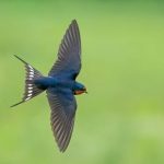 Barn Swallow.allaboutbirds.org