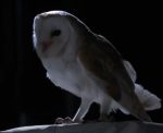 Barn owl bbc earth
