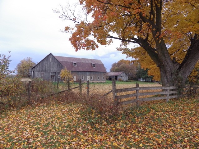 Fall leaves