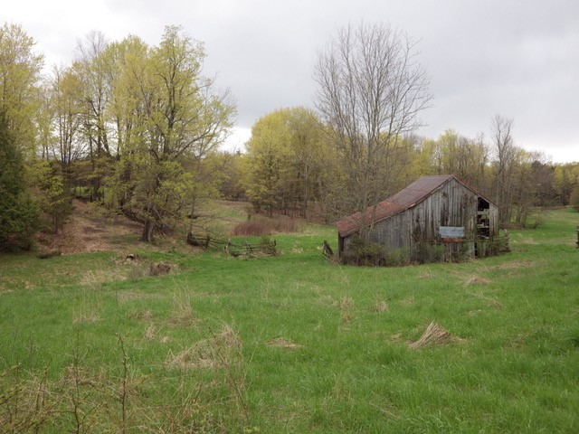 Meadow