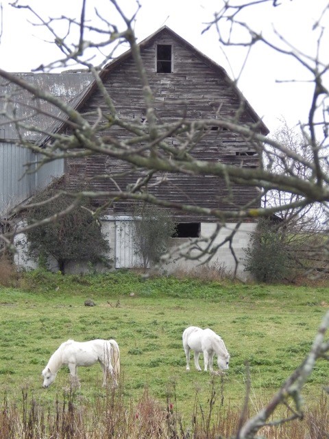 White horses